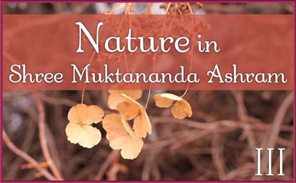 January: Nature III in Shree Muktananda Ashram