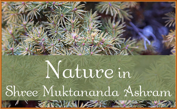 Nature in Shree Muktananda Ashram