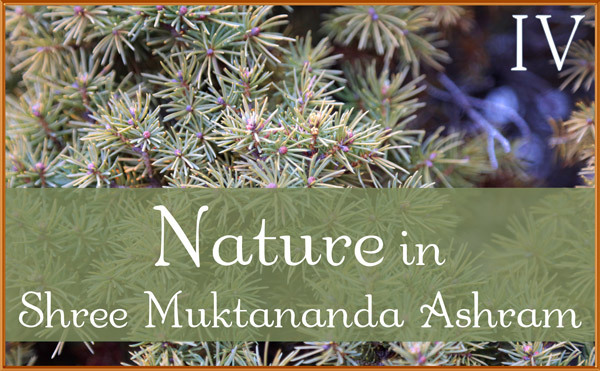 January: Nature IV in Shree Muktananda Ashram