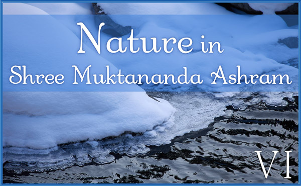 January: Nature VI in Shree Muktananda Ashram