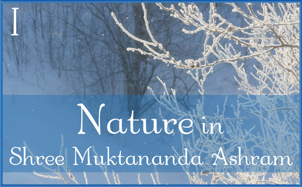 Nature Gallery I in February in Shree Muktananda Ashram