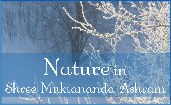 Nature in February in Shree Muktananda Ashram