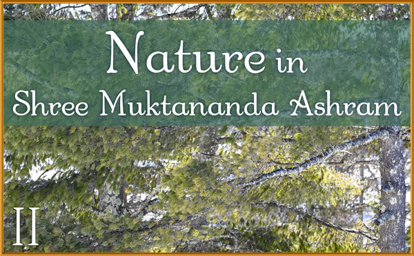 Nature Gallery II in February in Shree Muktananda Ashram