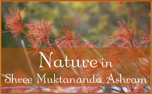 Nature in February in Shree Muktananda Ashram
