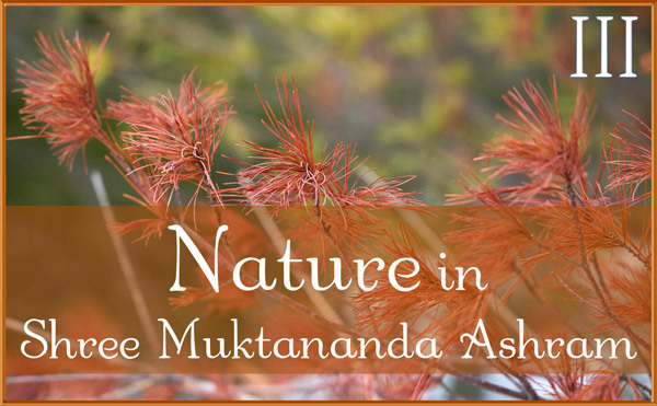 Nature Gallery III in February in Shree Muktananda Ashram