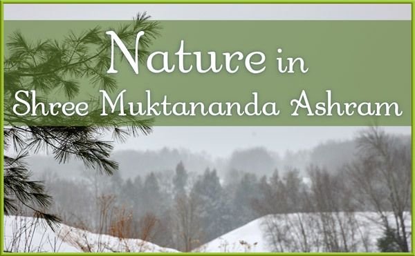 Nature in February in Shree Muktananda Ashram