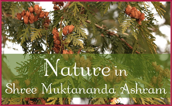Nature in March in Shree Muktananda Ashram