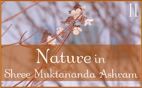 Nature Gallery II in March in Shree Muktananda Ashram