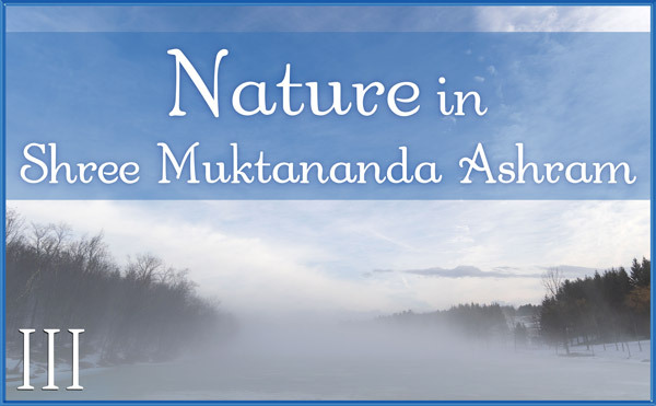 Nature Gallery III in March in Shree Muktananda Ashram