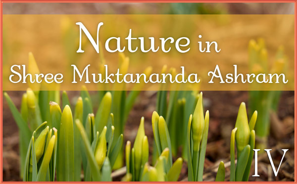 Nature Gallery IV in March in Shree Muktananda Ashram