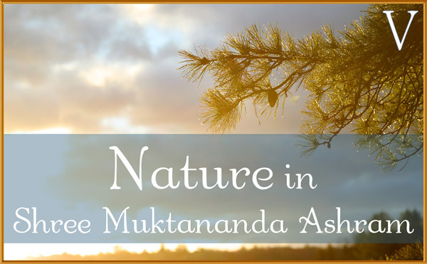 Nature Gallery V in March in Shree Muktananda Ashram