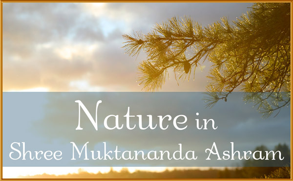Nature in March in Shree Muktananda Ashram