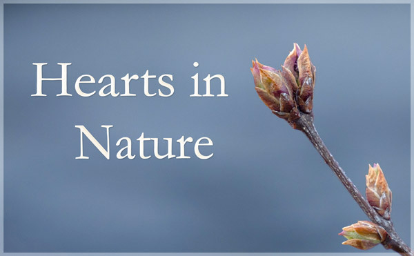 Hearts in Nature