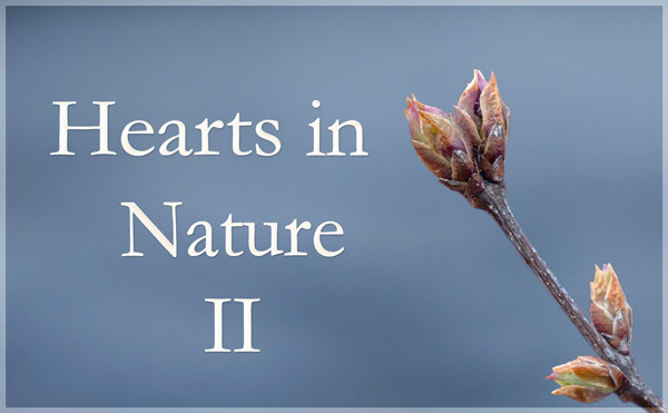 Hearts in Nature Gallery II