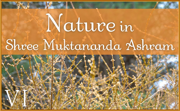 Nature Gallery VI in March in Shree Muktananda Ashram