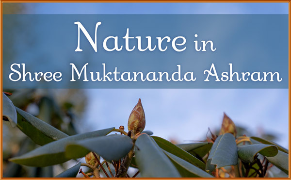 Nature in March in Shree Muktananda Ashram