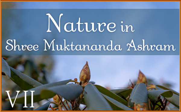 Nature Gallery VII in March in Shree Muktananda Ashram