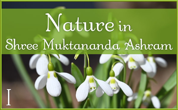 Nature Gallery I in April in Shree Muktananda Ashram