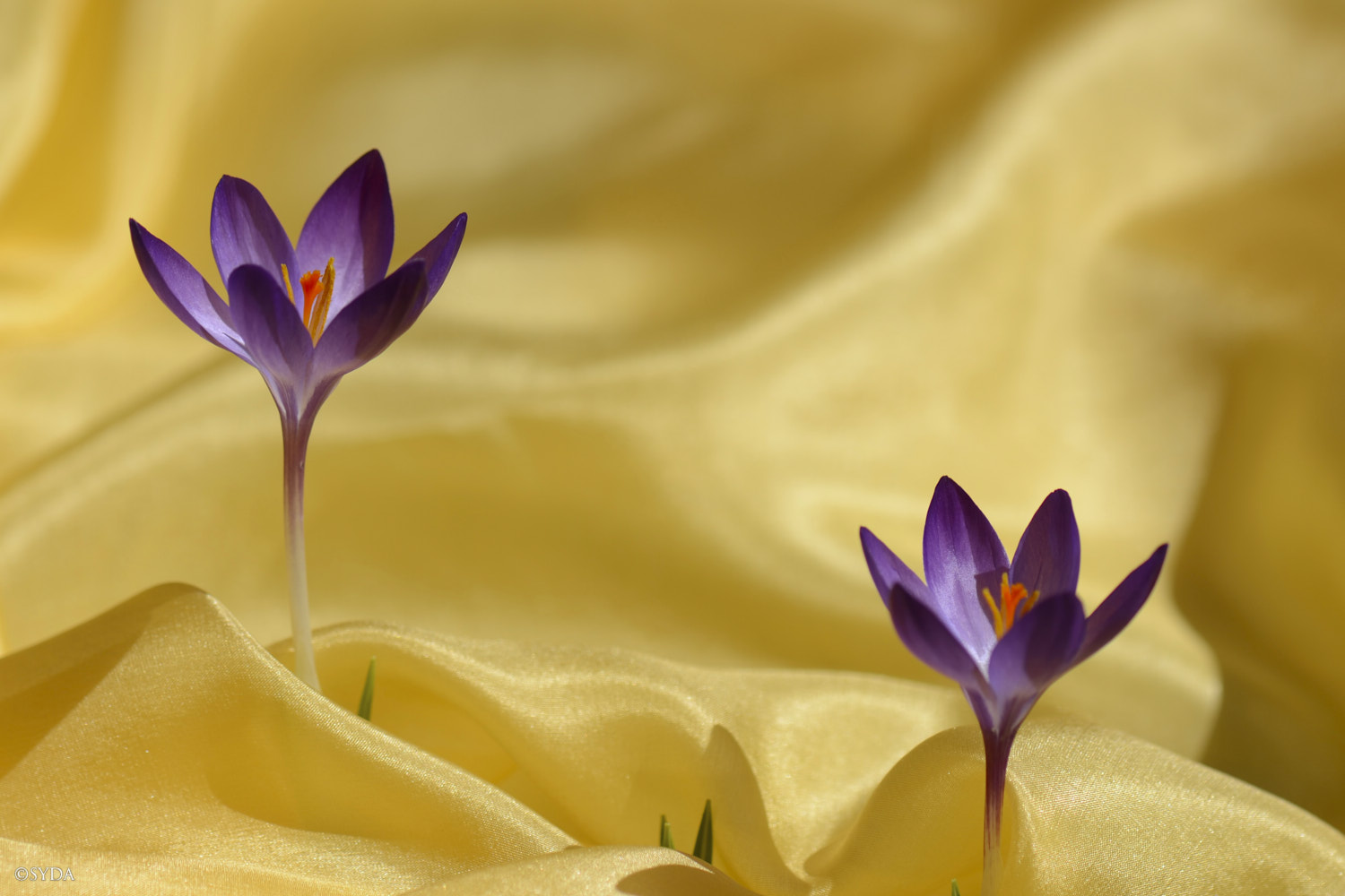 Nature Image