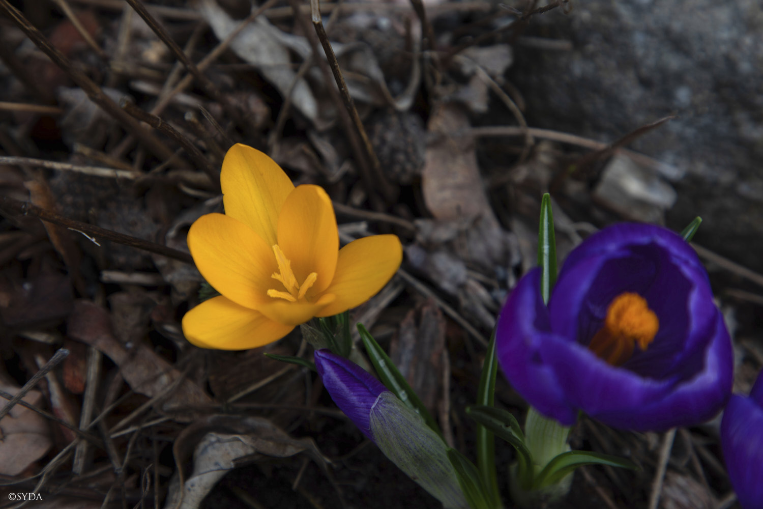 Nature Image