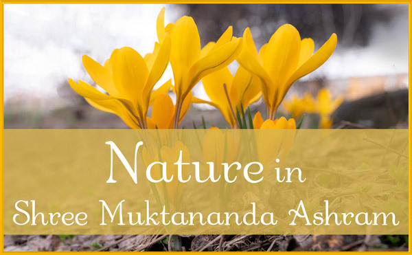 Nature in April in Shree Muktananda Ashram