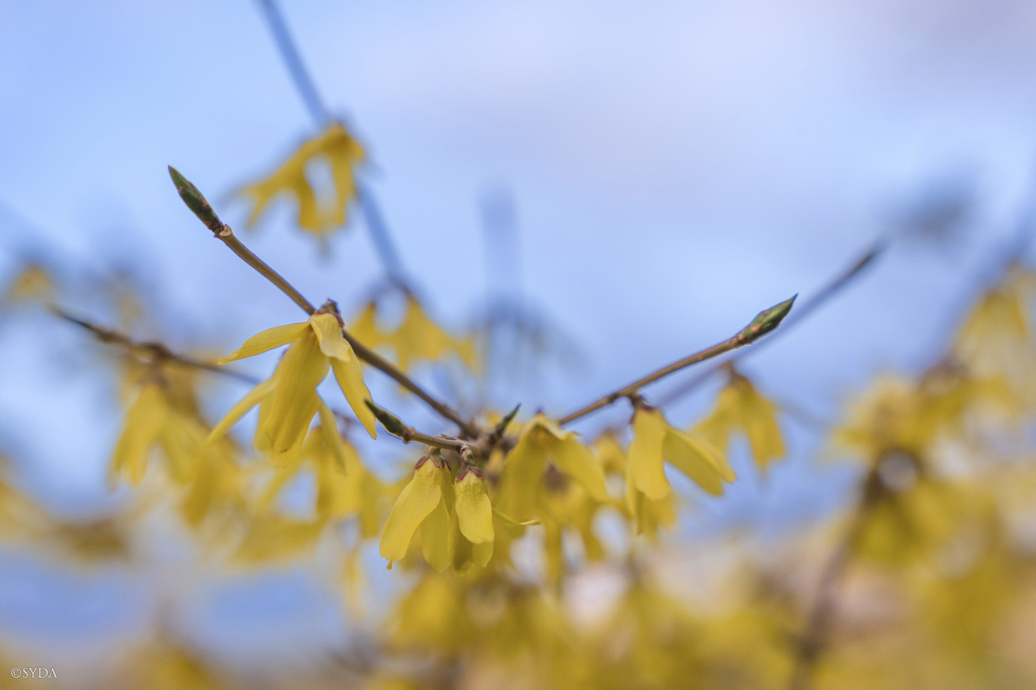 Nature Image