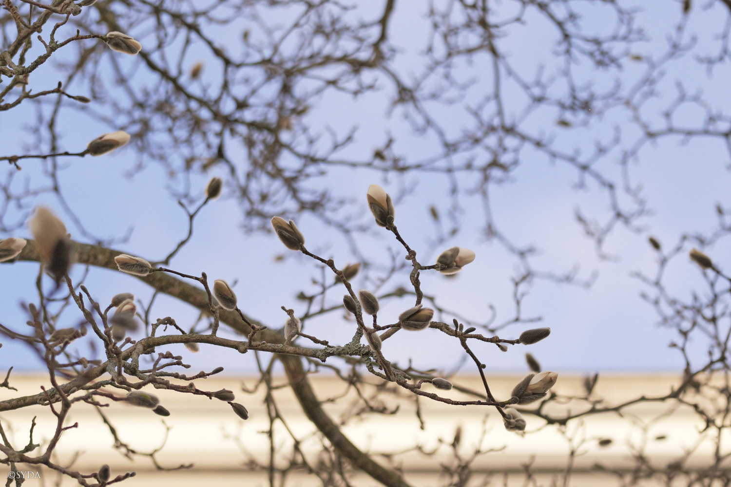 Nature Image