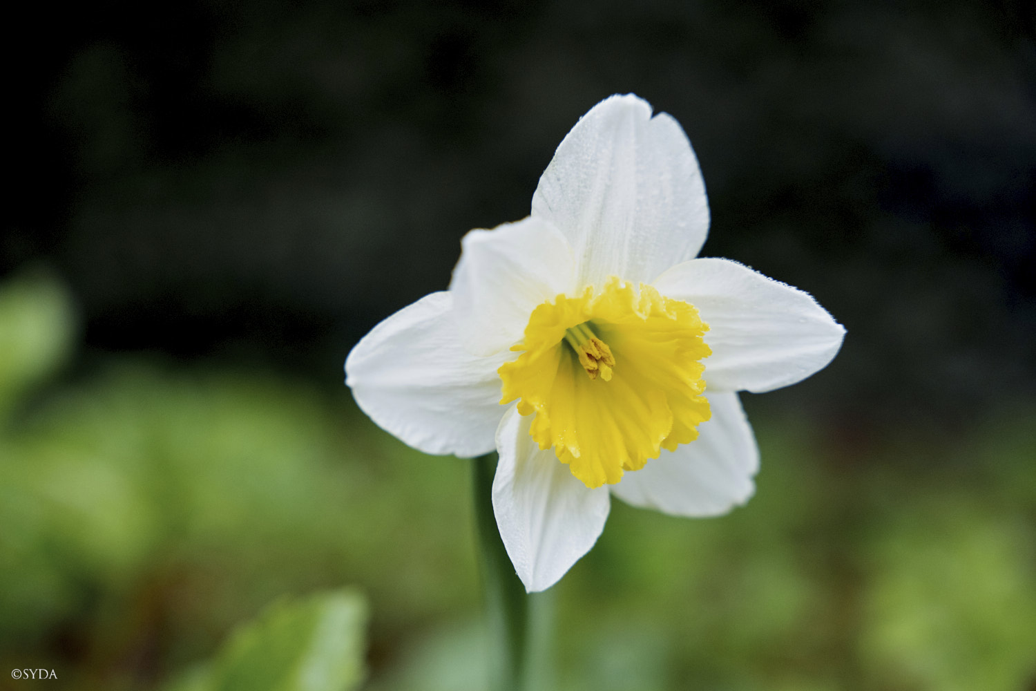 Nature Image
