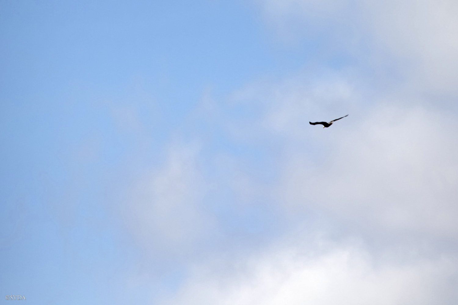 Nature Image