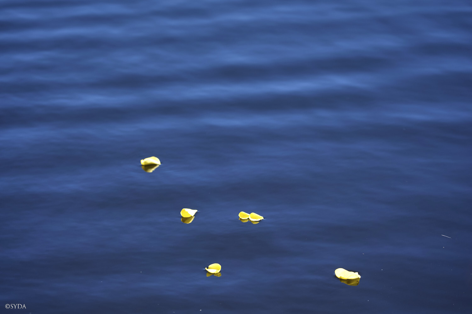 Nature Image