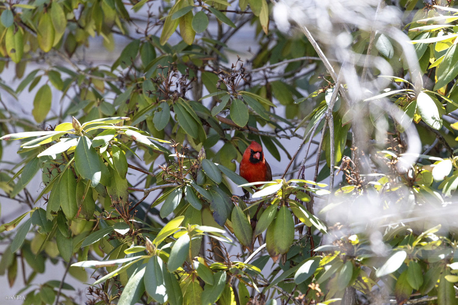 Nature Image