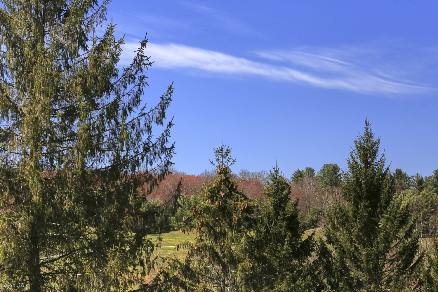 Nature Image