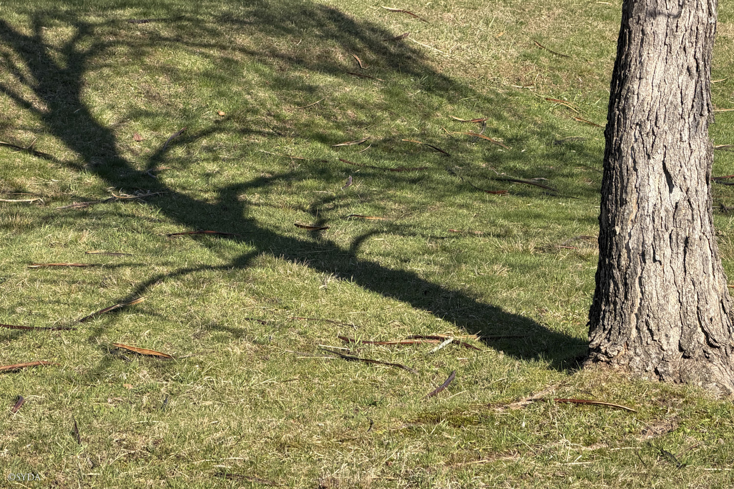 Nature Image