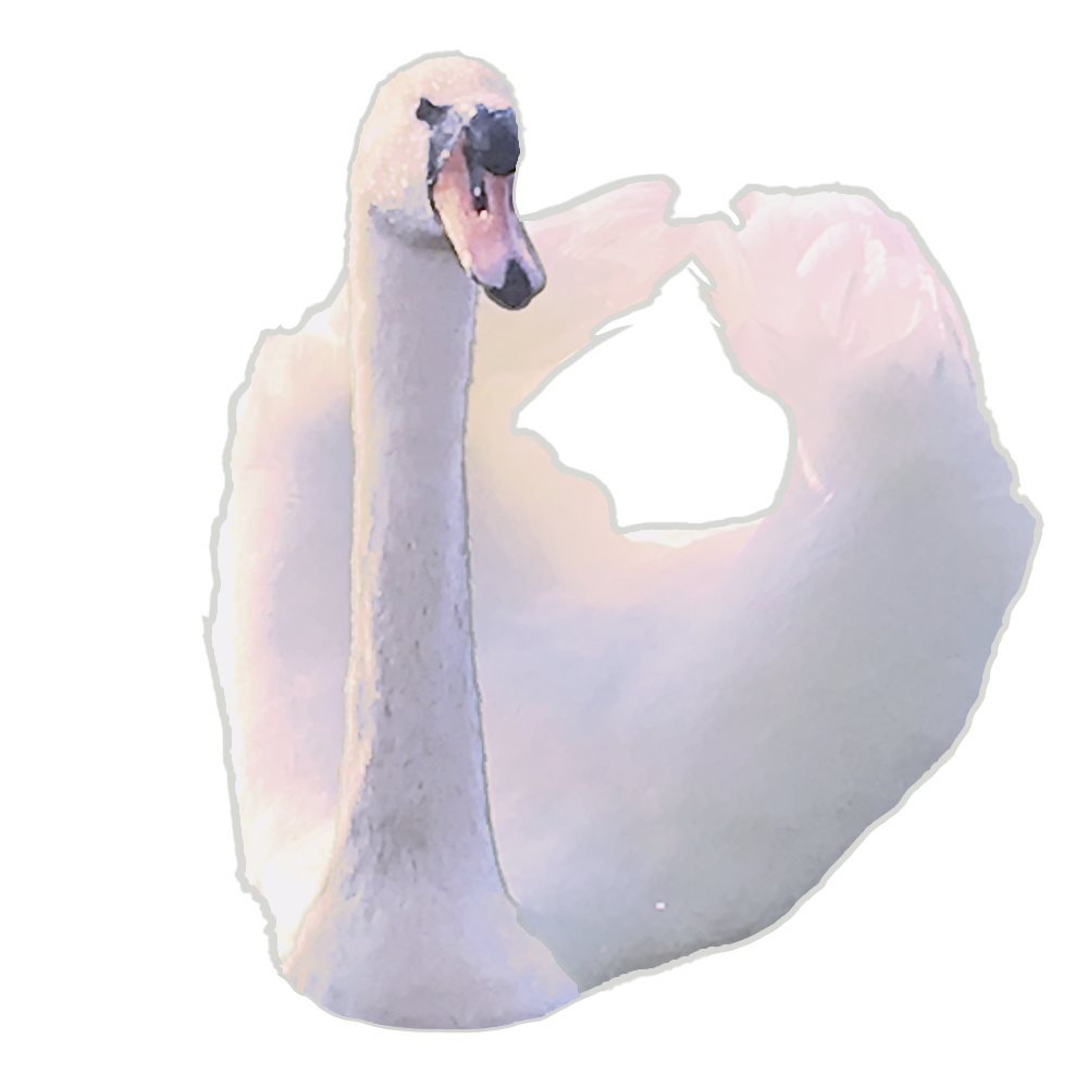 Swan motif