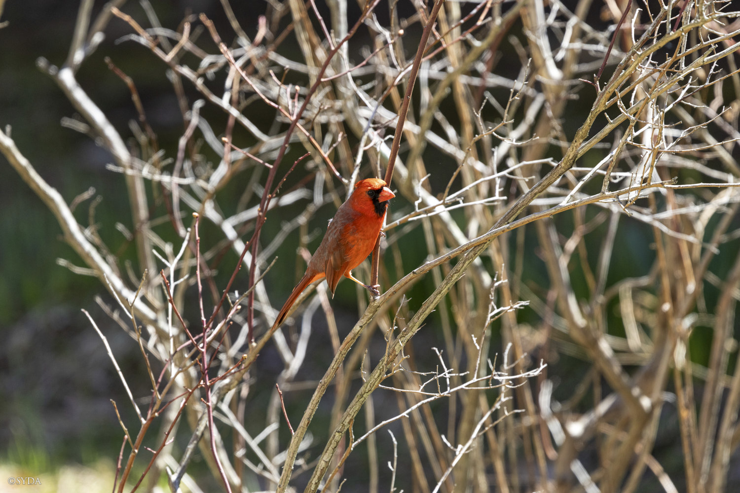 Nature Image