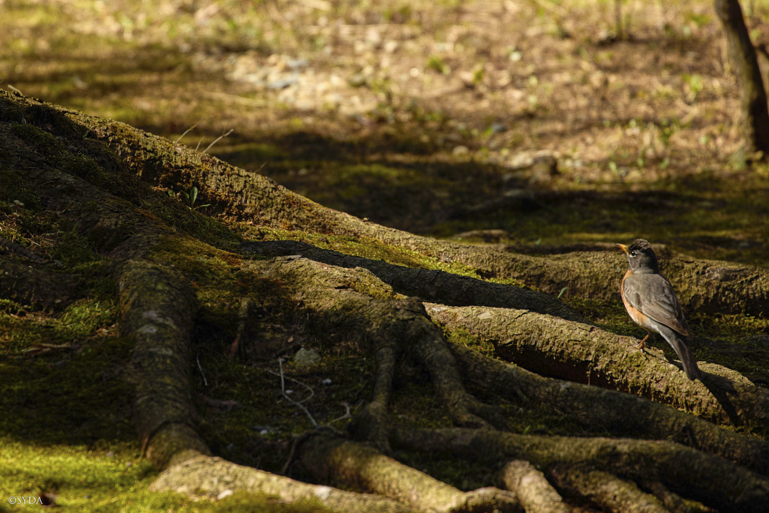 Nature Image