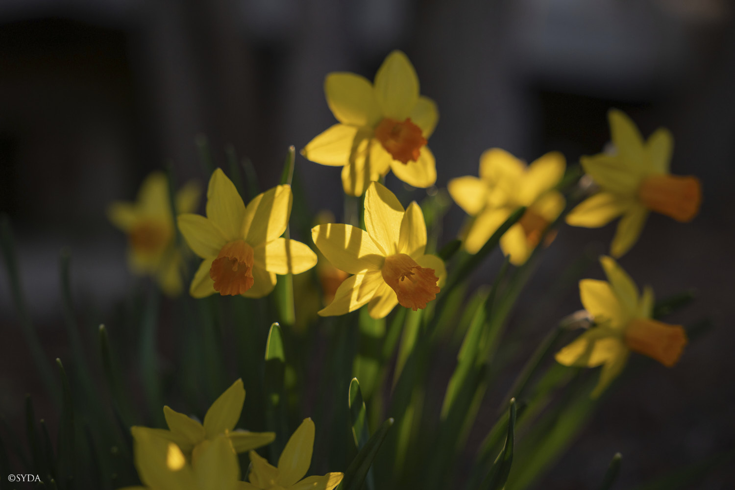 Nature Image