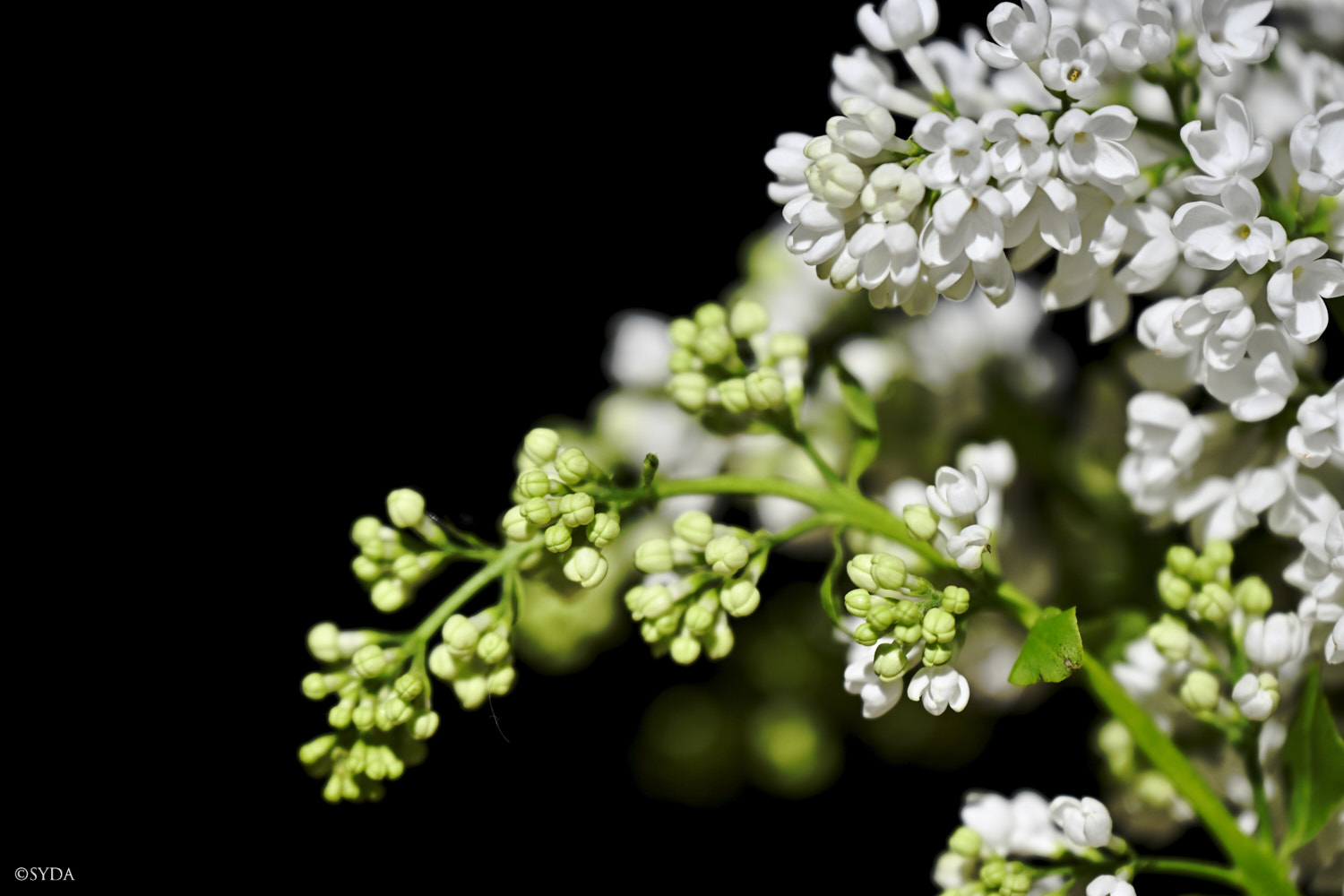 Nature Image