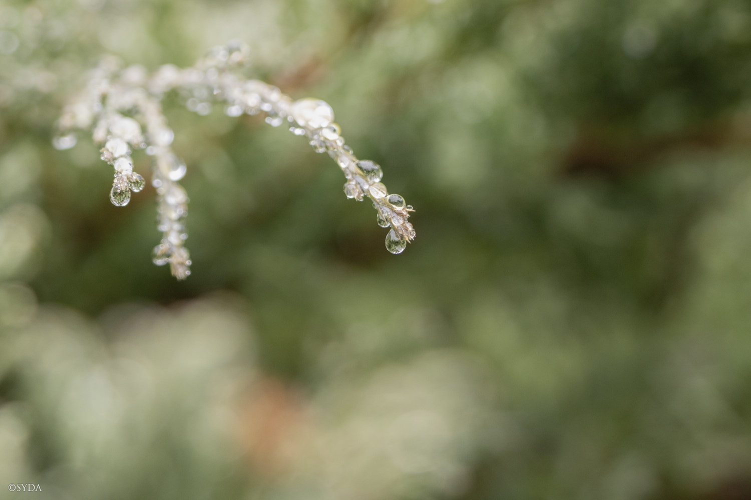 Nature Image