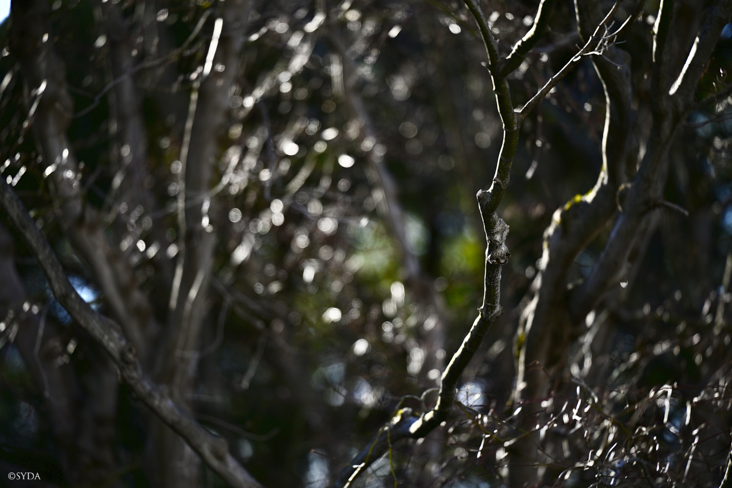 Nature Image