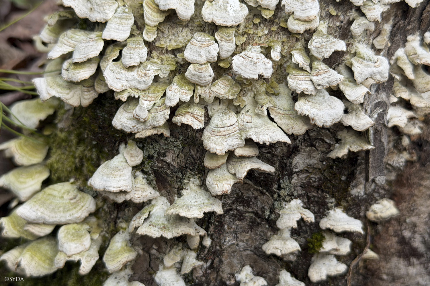 Nature Image
