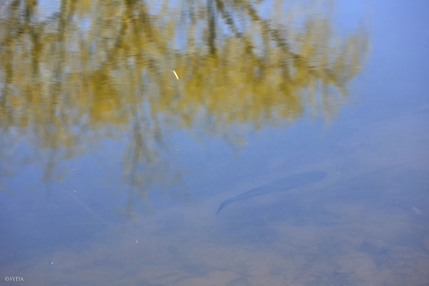 Nature Image