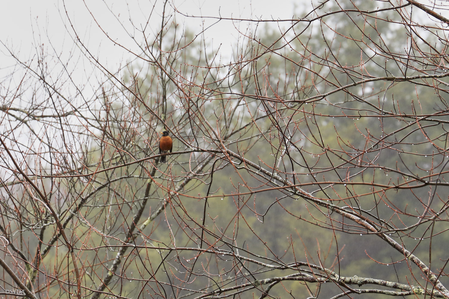 Nature Image