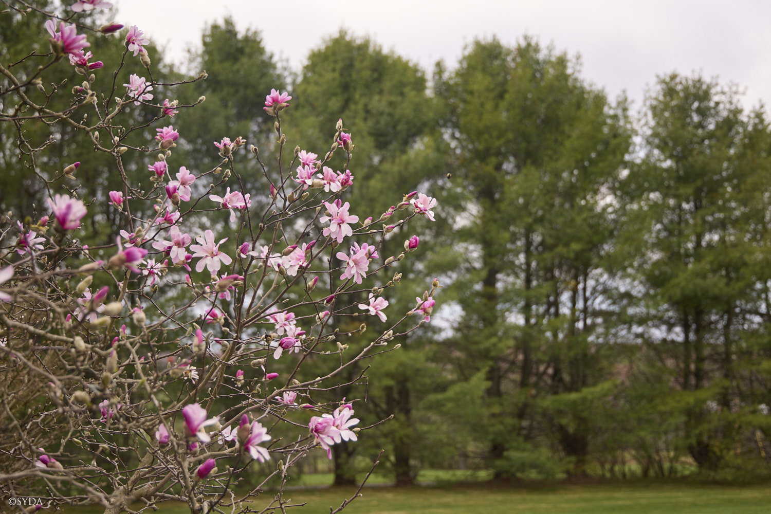 Nature Image