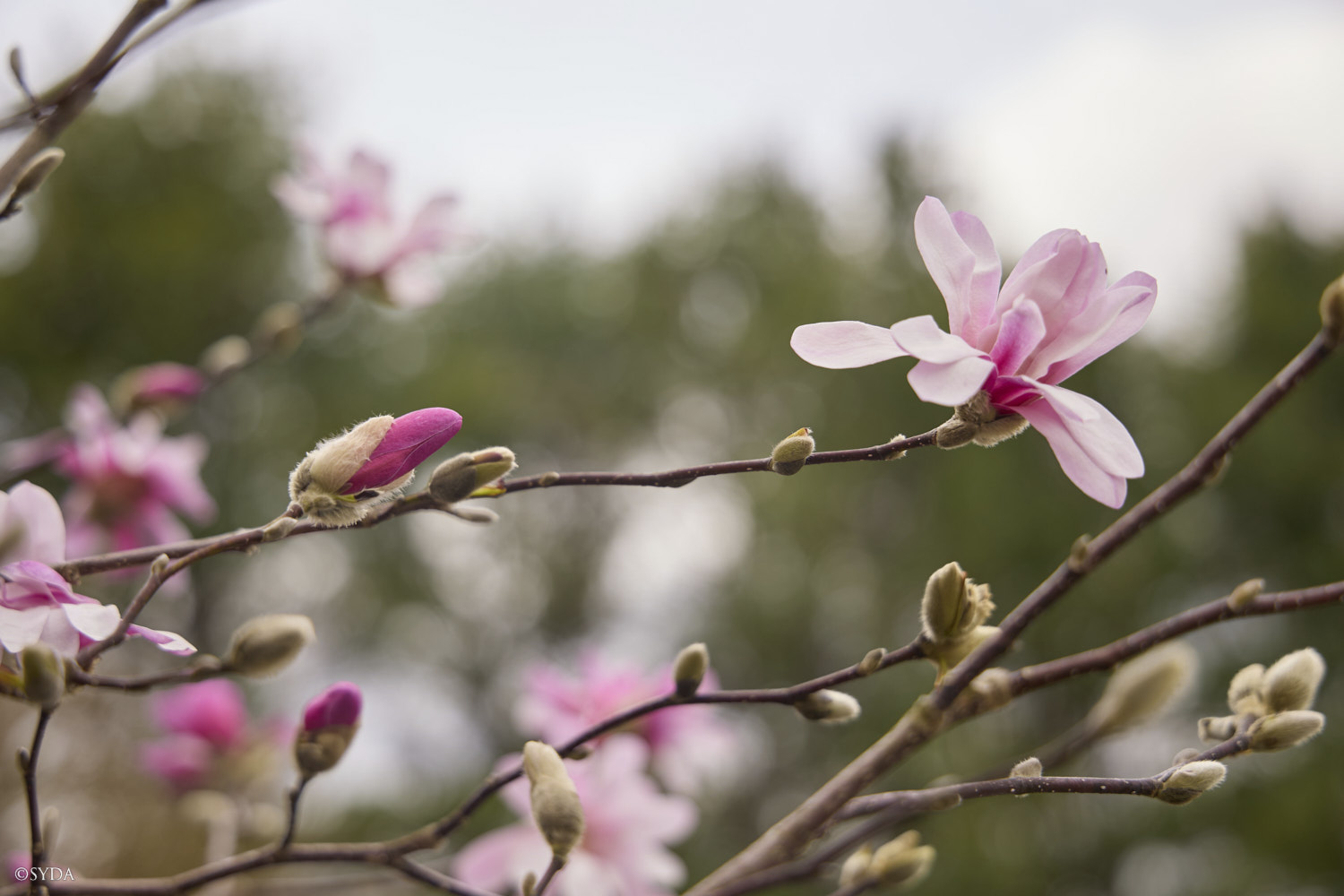 Nature Image