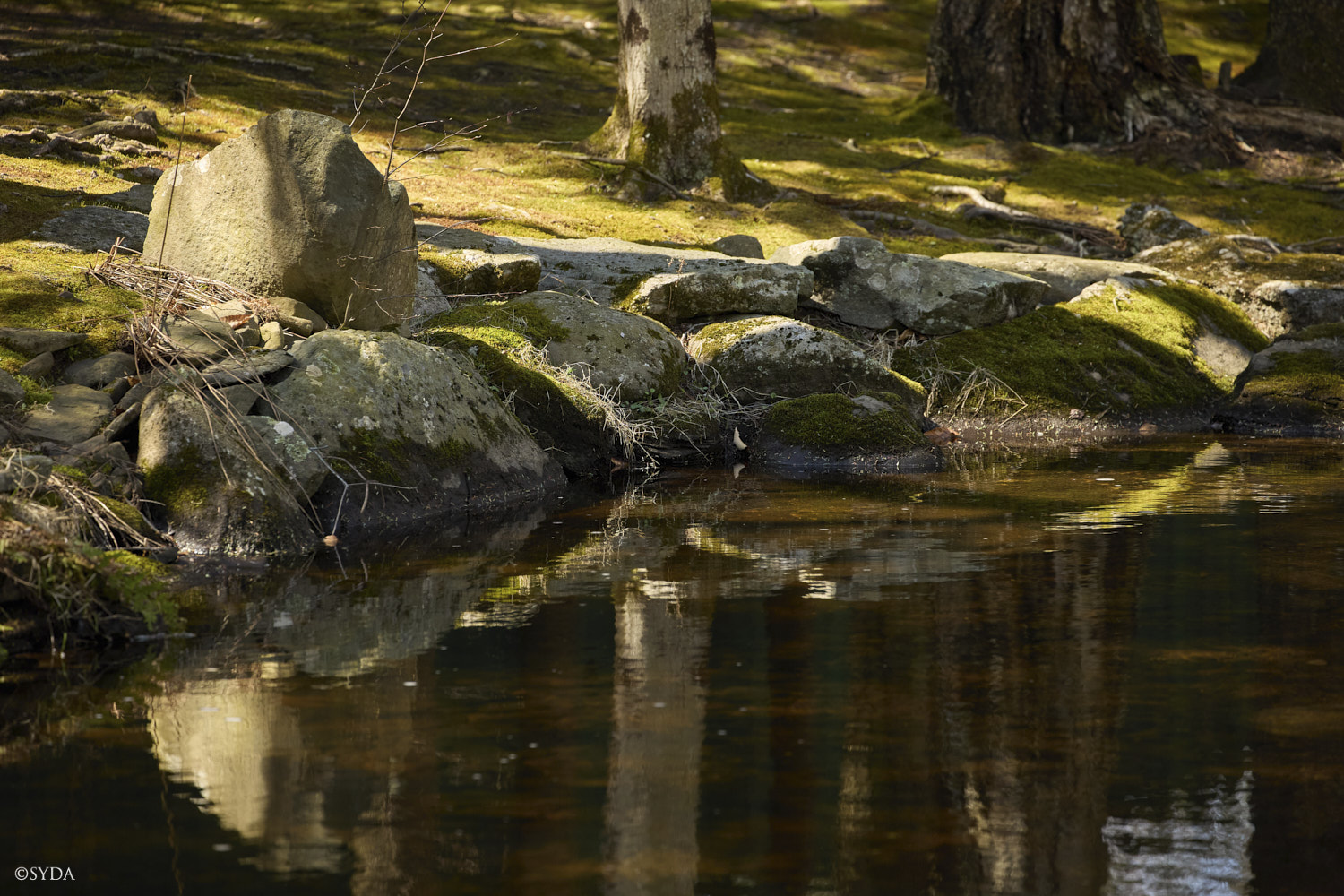 Nature Image