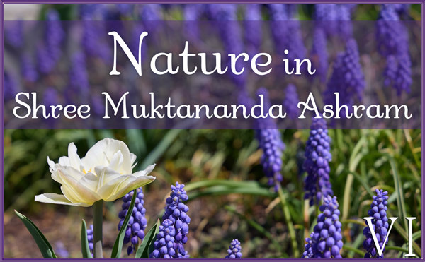 Nature Gallery VI in April in Shree Muktananda Ashram