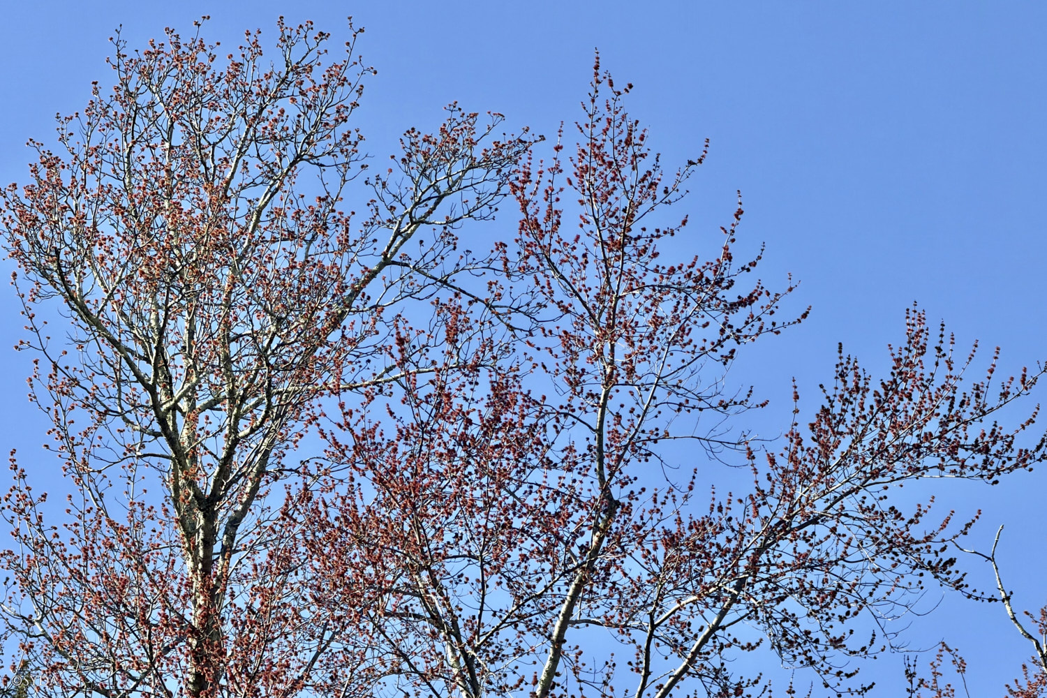 Nature Image