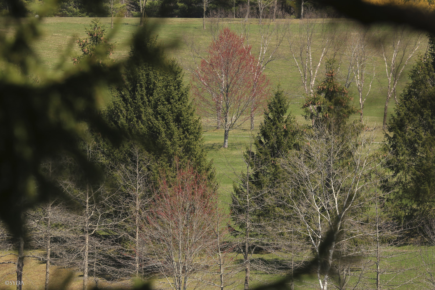 Nature Image