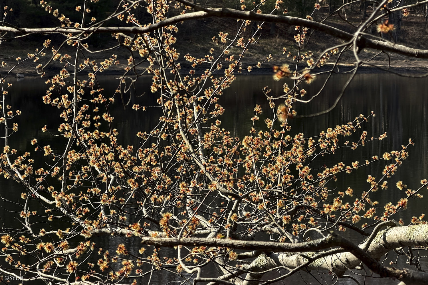 Nature Image